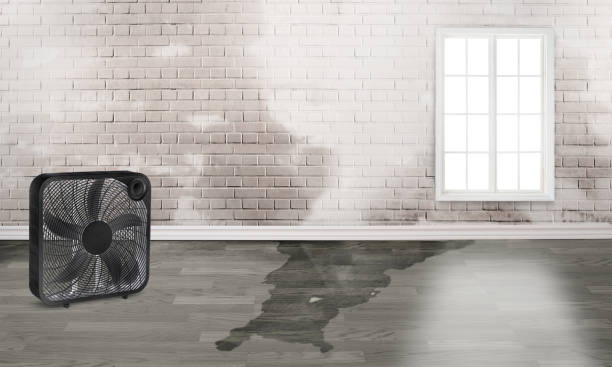 Best Water damage restoration near me  in Bridgeport, WV